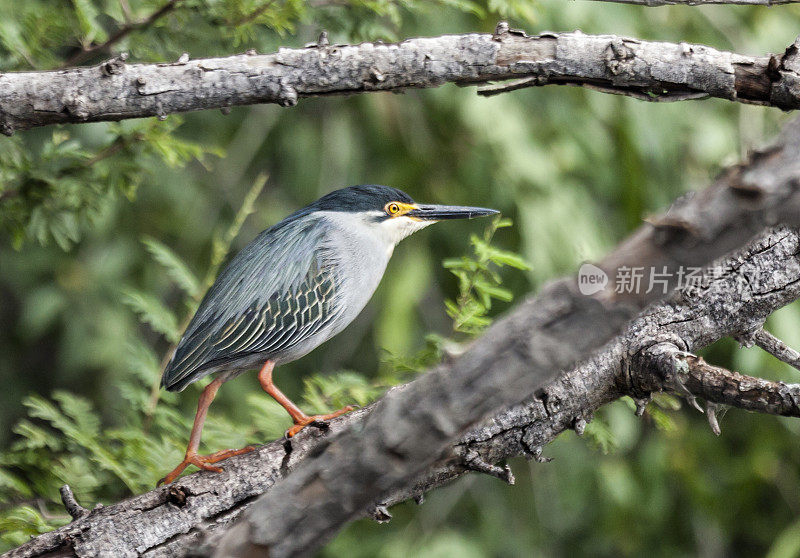 Striated (Green-backed) Heron, Butorides striata, Okavango, Botswana, Africa